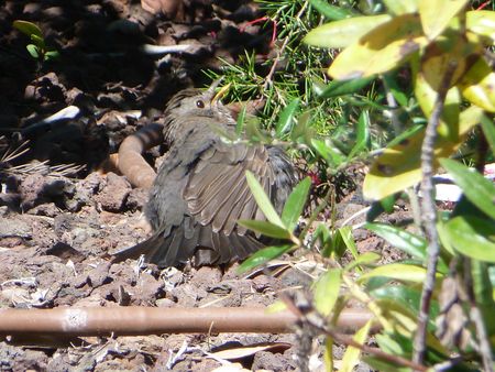 Cannes Birdy Cannes Birdy