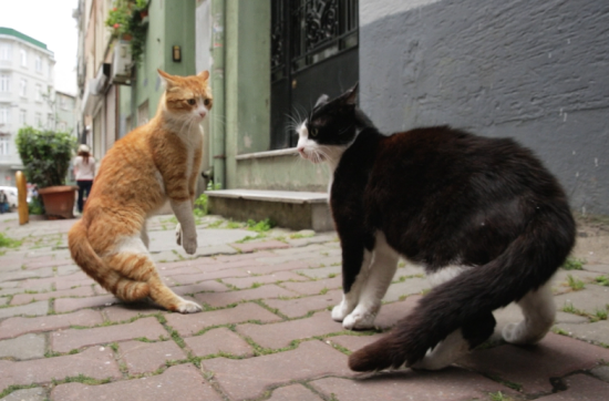 ColeSmithey.com ColeSmithey.com