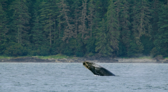 THE YEAR EARTH CHANGED