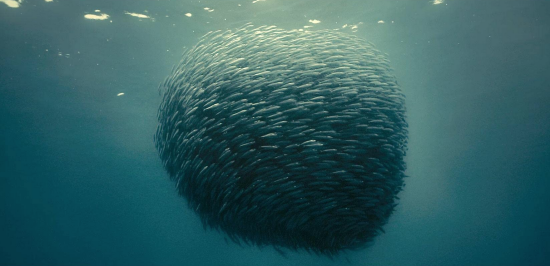 ColeSmithey.com ColeSmithey.com