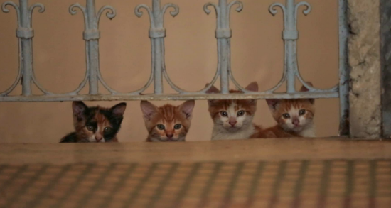 ColeSmithey.com ColeSmithey.com