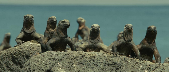 ColeSmithey.com ColeSmithey.com