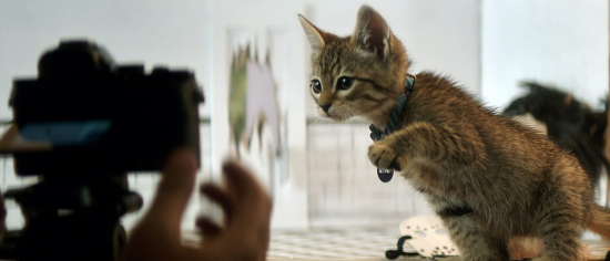 ColeSmithey.com ColeSmithey.com