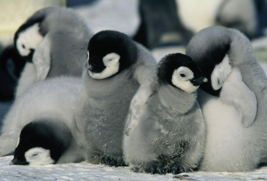 ColeSmithey.com ColeSmithey.com