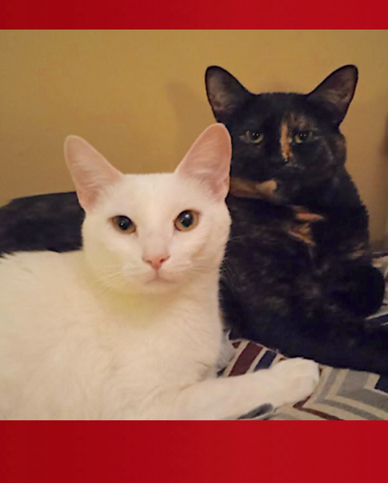SHOCKTOBER! KITTIES