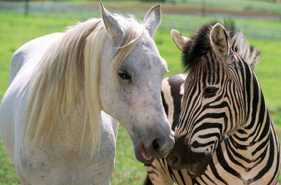 ColeSmithey.com ColeSmithey.com