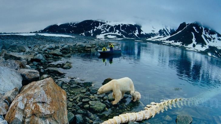 To the Arctic 3D Blu-ray Release Date March 26, 2013 (IMAX)