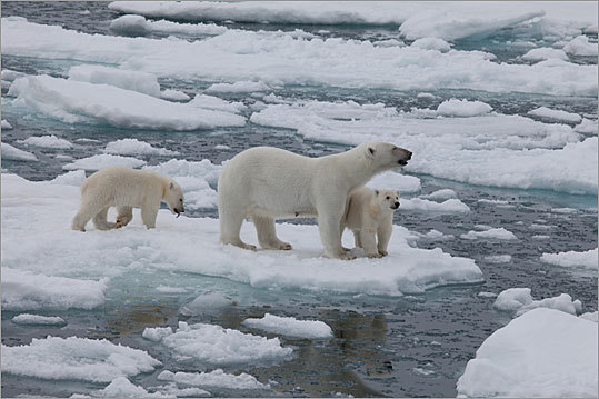 To the Arctic 3D movie review -- To the Arctic 3D showtimes - The Boston  Globe