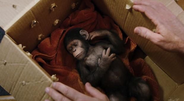 Rise of the Planet of the Apes movie review - Lyles Movie Files